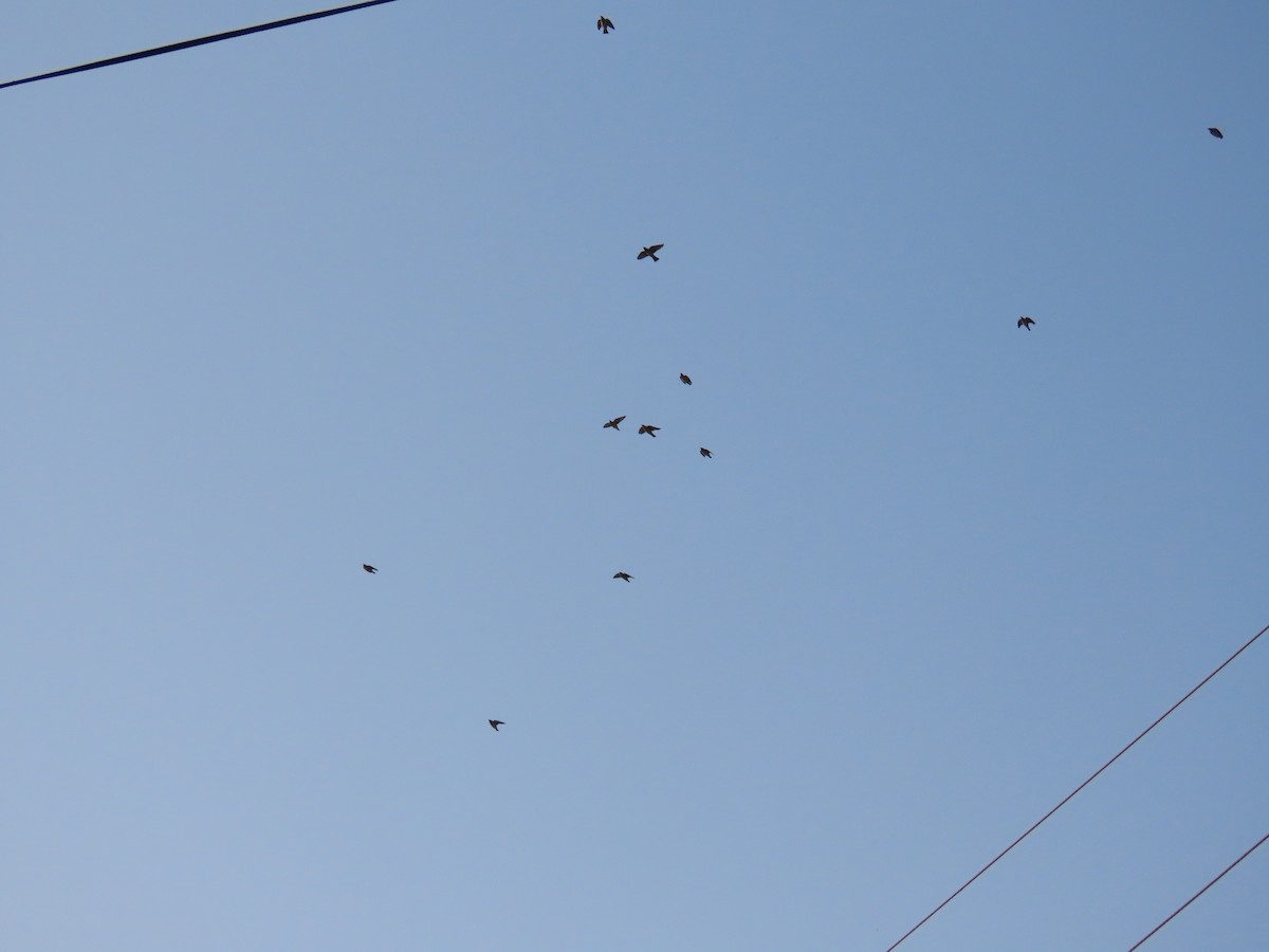 Шпак рожевий - ML646021080