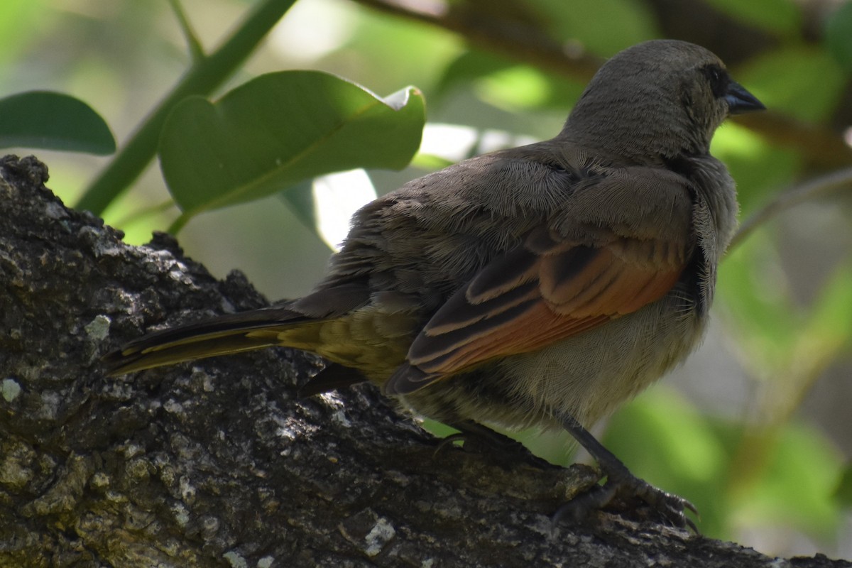 Вашер рудокрилий - ML646021083