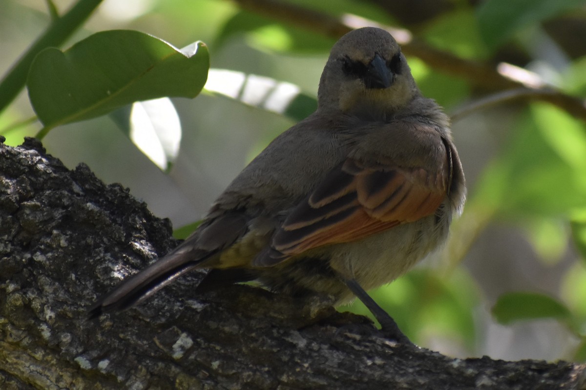 Вашер рудокрилий - ML646021084