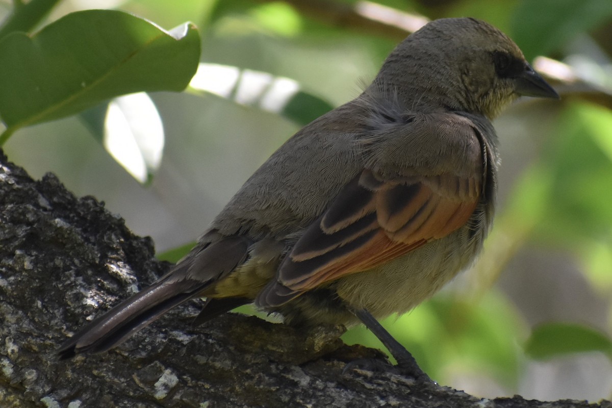 Вашер рудокрилий - ML646021085