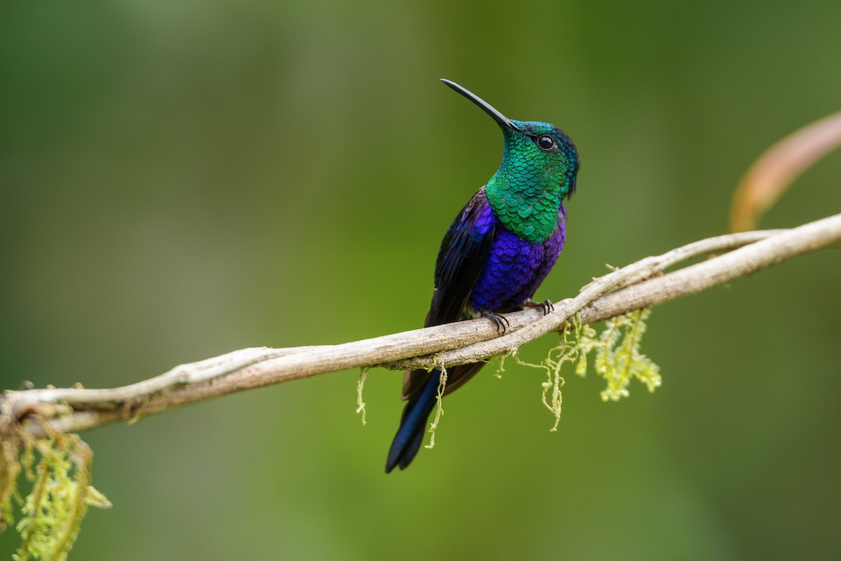 Колібрі-лісовичок фіолетоволобий [група fannyae] - ML646021087