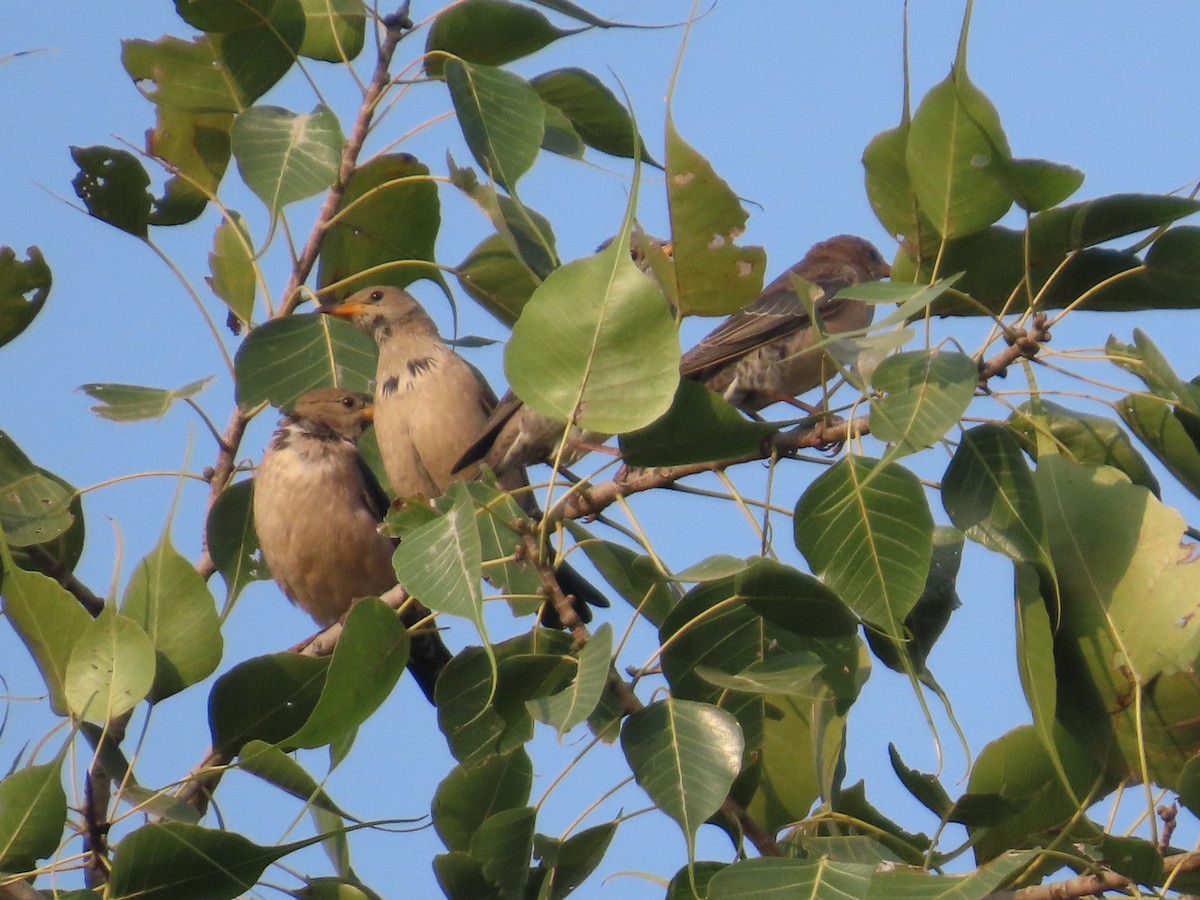 Шпак рожевий - ML646021088