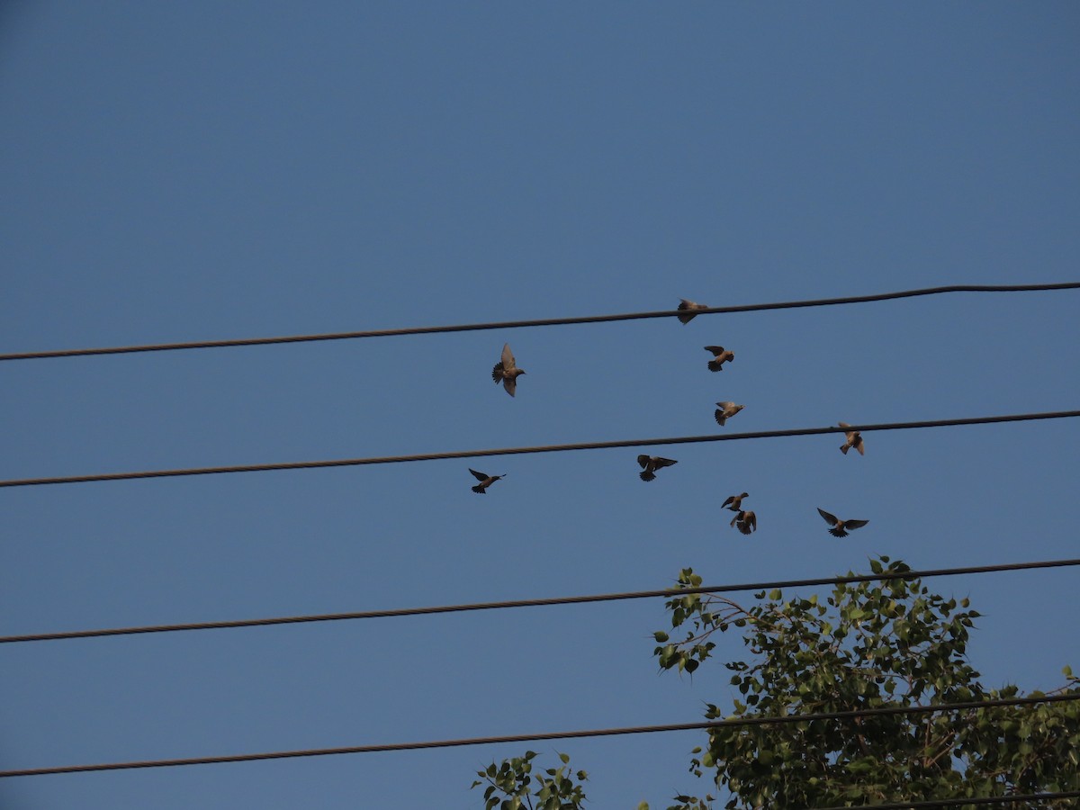 Шпак рожевий - ML646021090