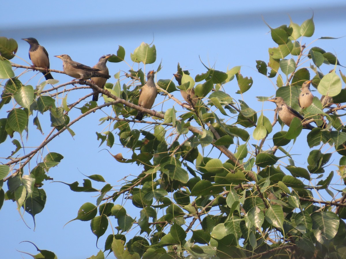 Шпак рожевий - ML646021091