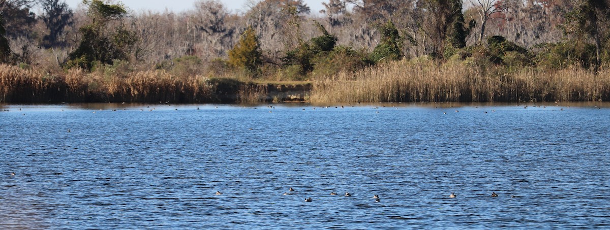 Савка американська - ML646021092