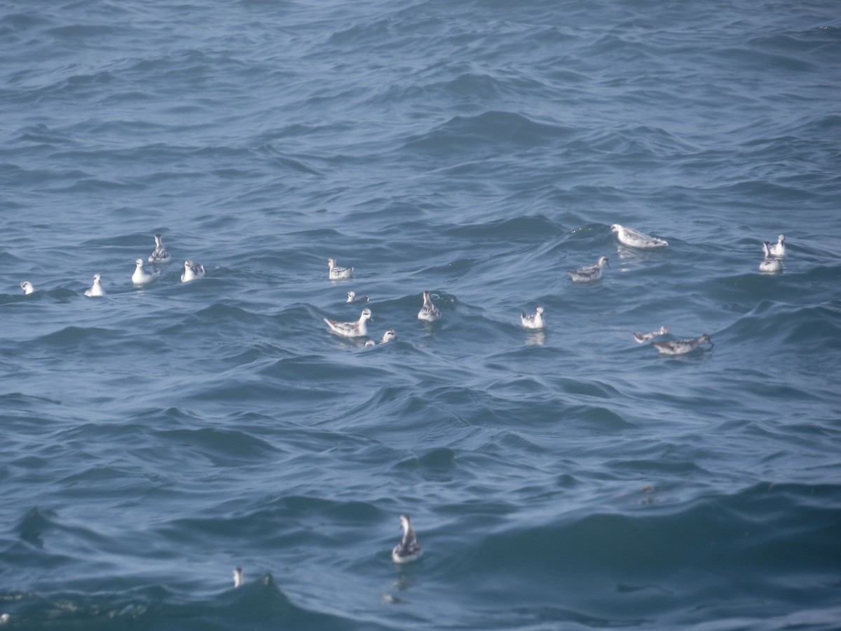 Плавунець круглодзьобий - ML646021093