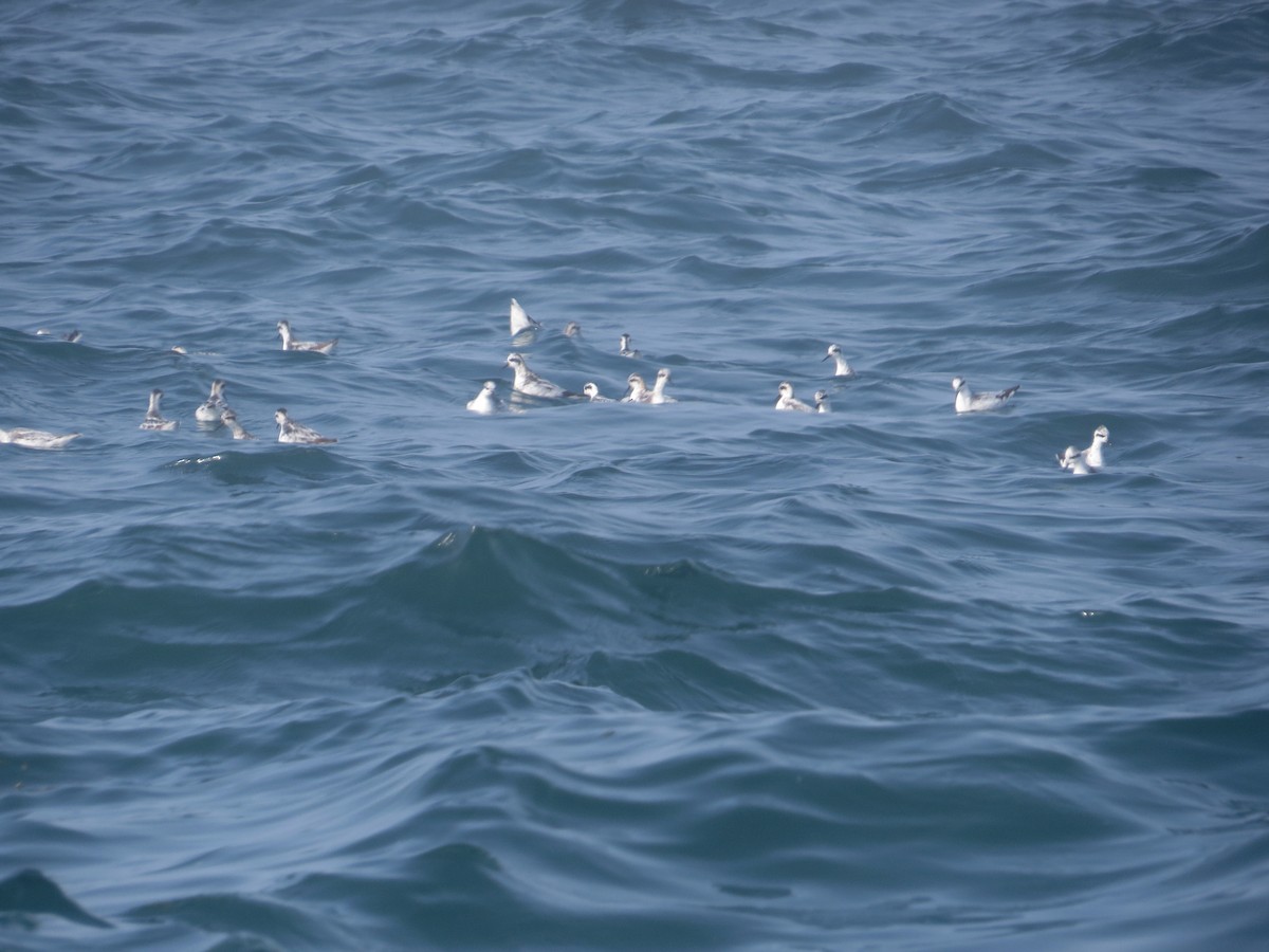 Плавунець круглодзьобий - ML646021094