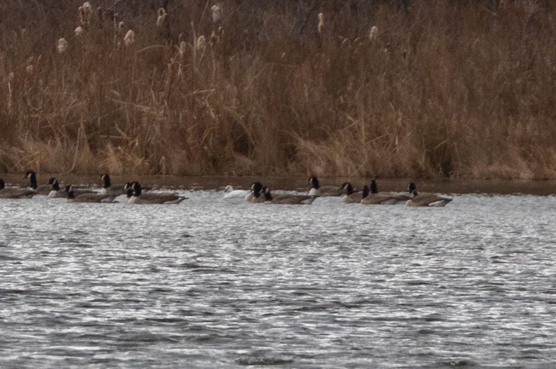 Гуска Роса - ML646021099