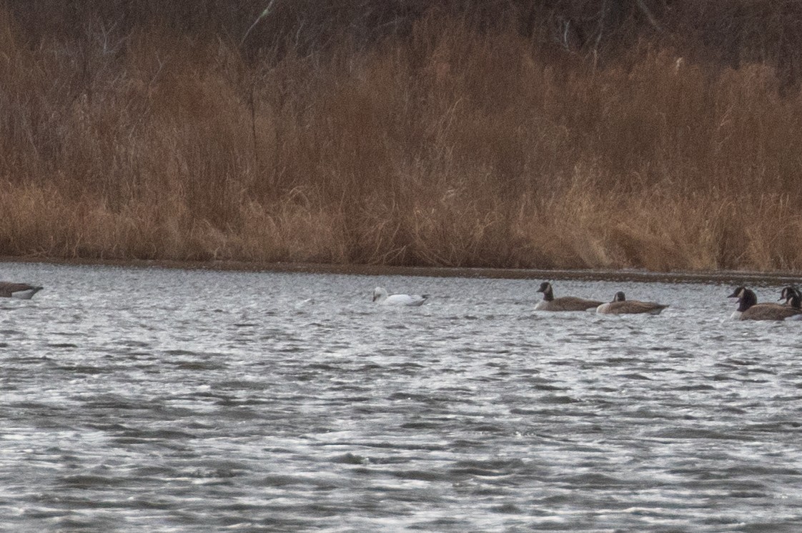 Гуска Роса - ML646021100