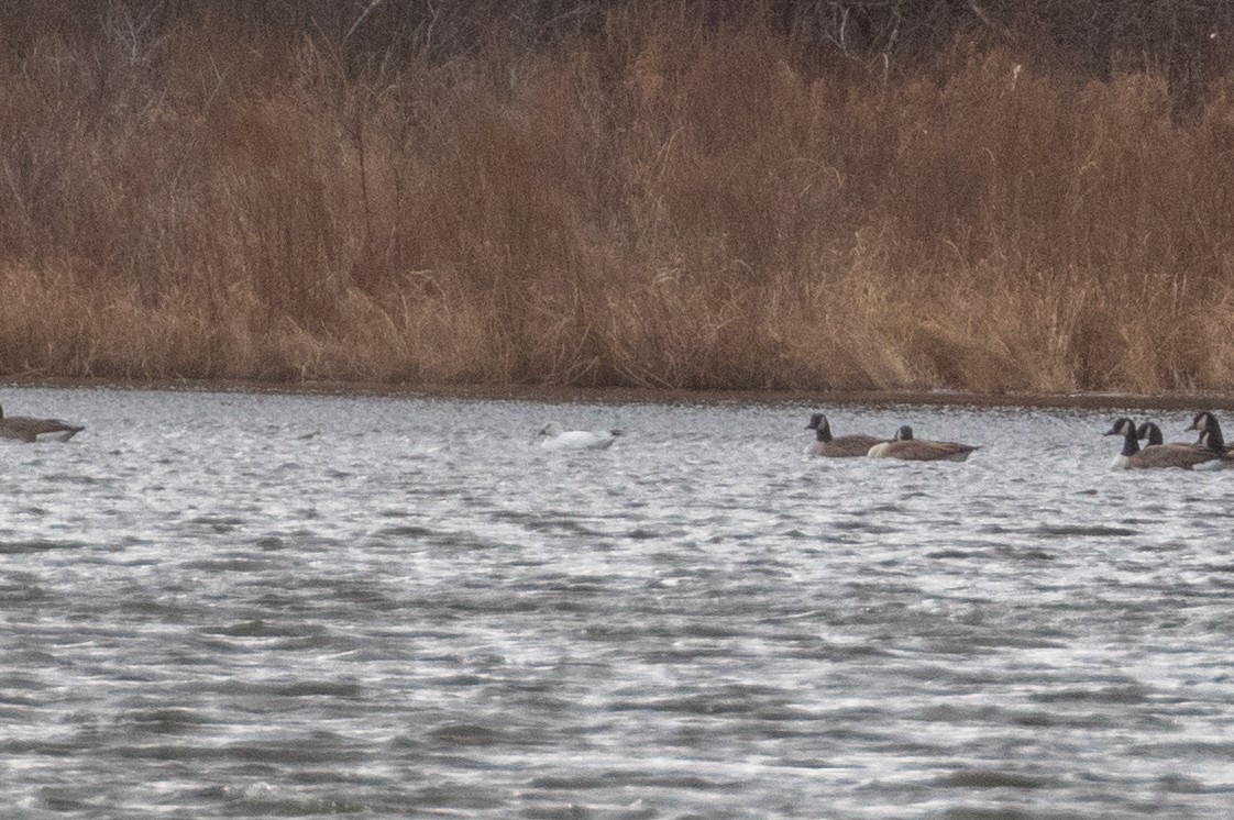 Гуска Роса - ML646021101