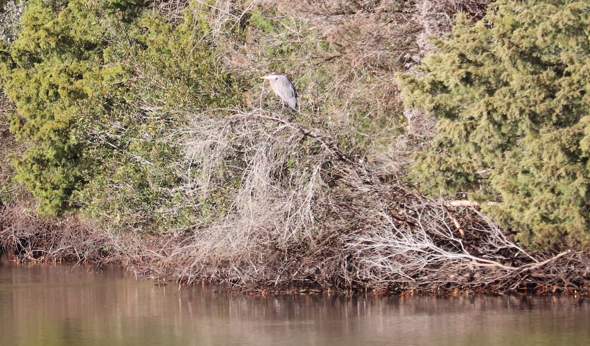 Чапля північна - ML646021102