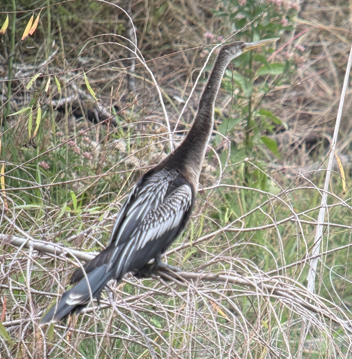 Змієшийка американська - ML646021105