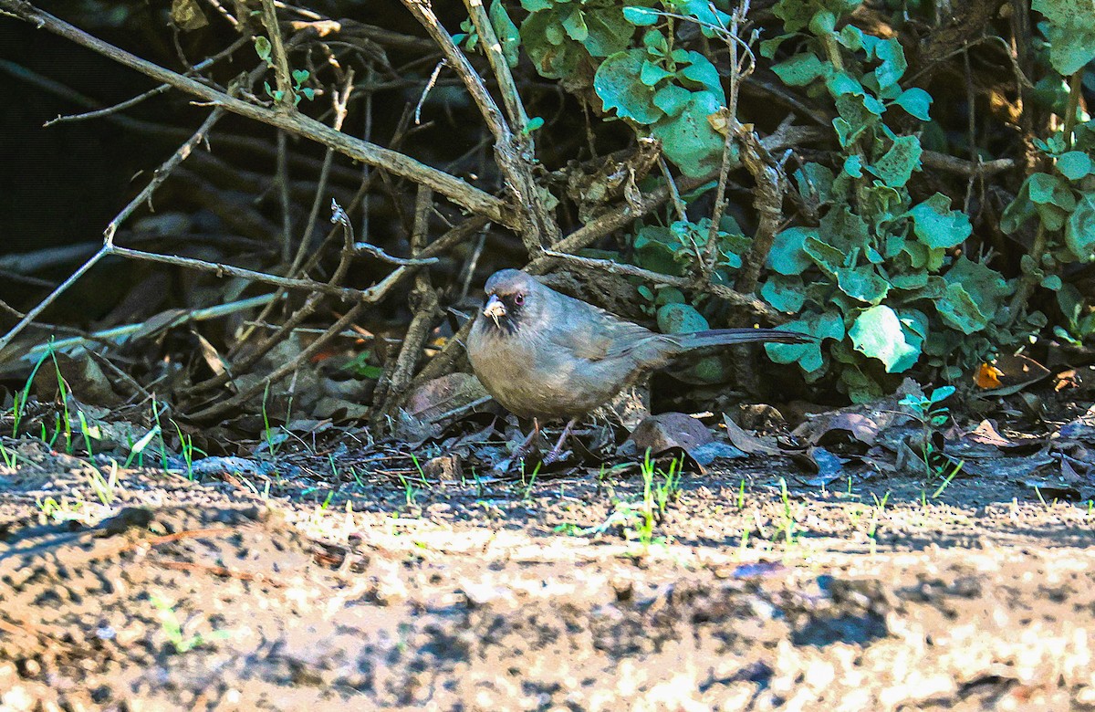 Тауї чорногорлий - ML646021106