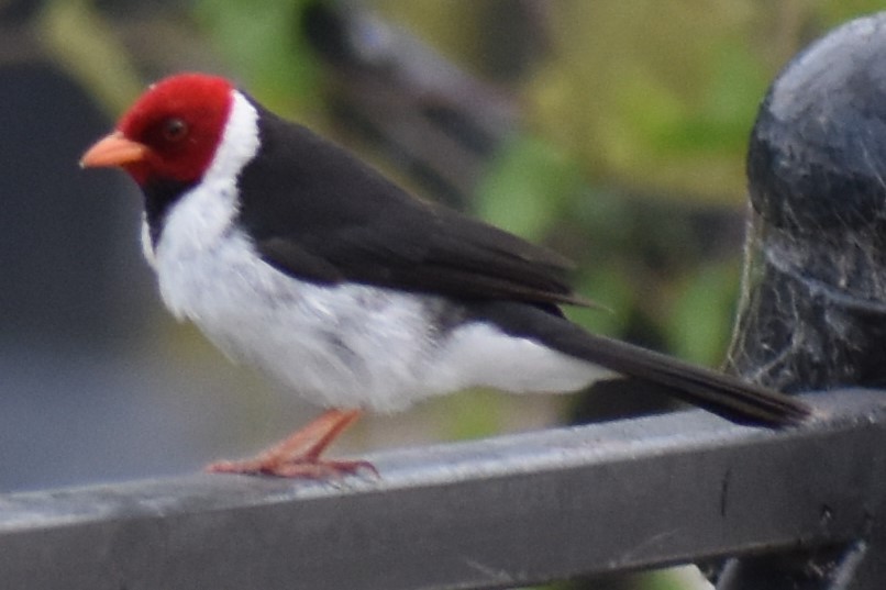 Пароарія жовтодзьоба - ML646021111