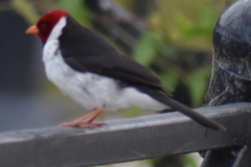 Пароарія жовтодзьоба - ML646021112