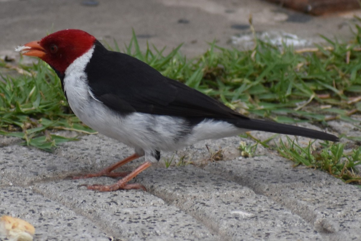 Пароарія жовтодзьоба - ML646021113