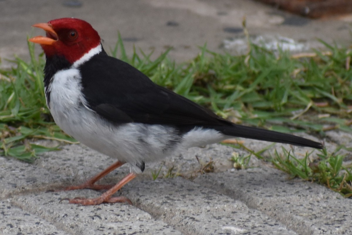 Пароарія жовтодзьоба - ML646021114