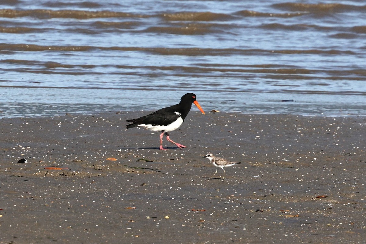 Кулик-сорока довгодзьобий - ML646021115