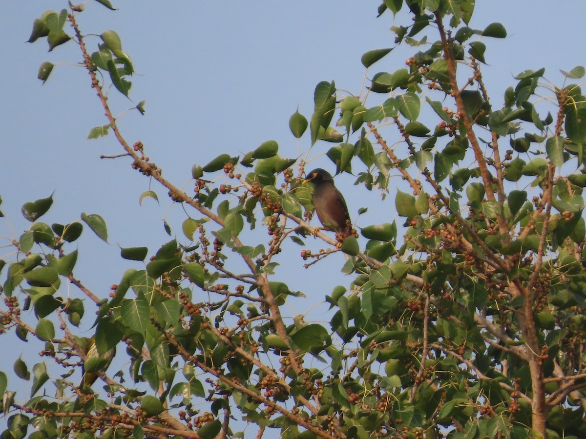 Майна індійська - ML646021116