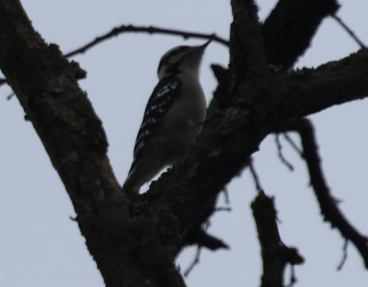 Дятел пухнастий - ML646021117