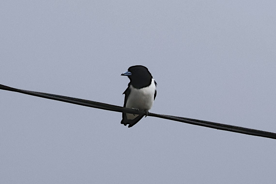 Ланграйн великий - ML646021118