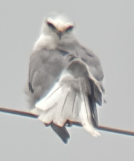 Шуліка білохвостий - ML646021119