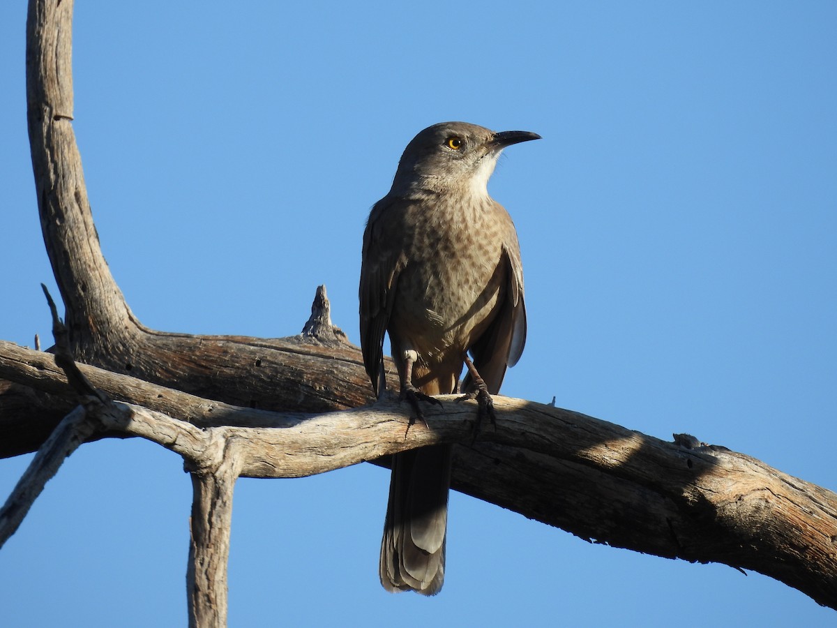 Bendire's Thrasher - ML646021125