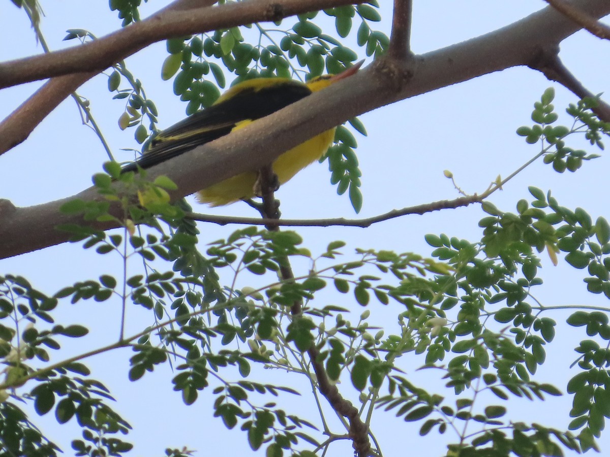 Indian Golden Oriole - ML646021139