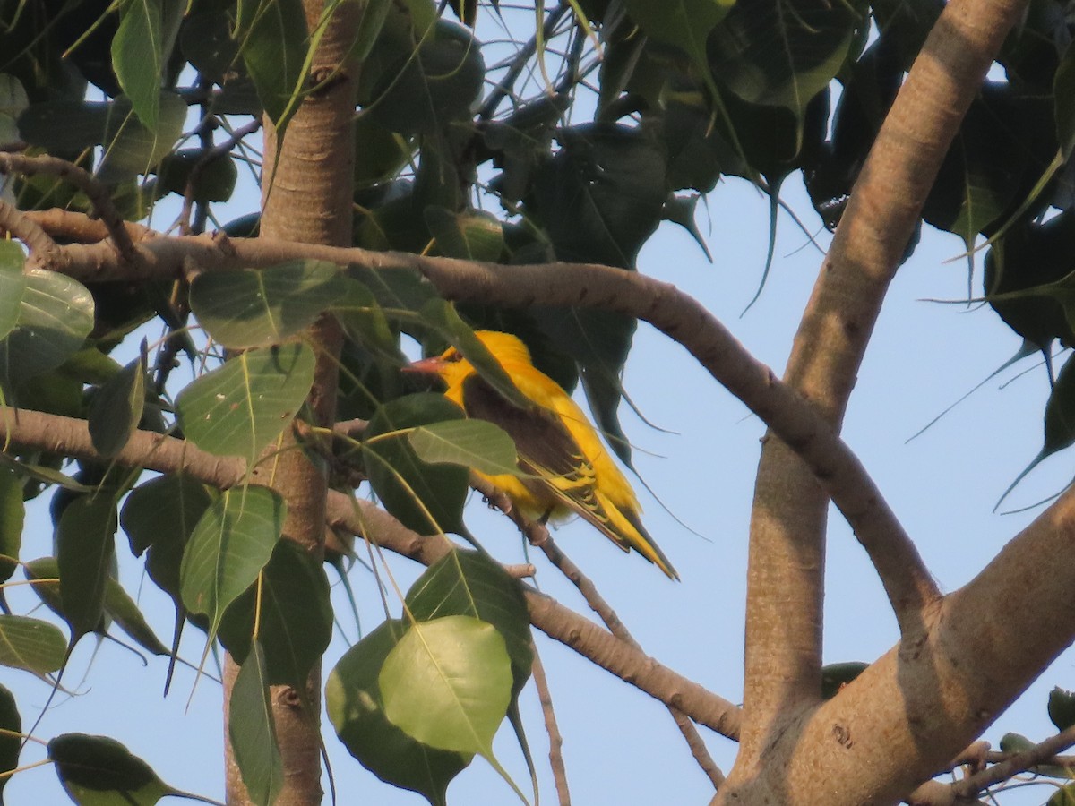Indian Golden Oriole - ML646021140