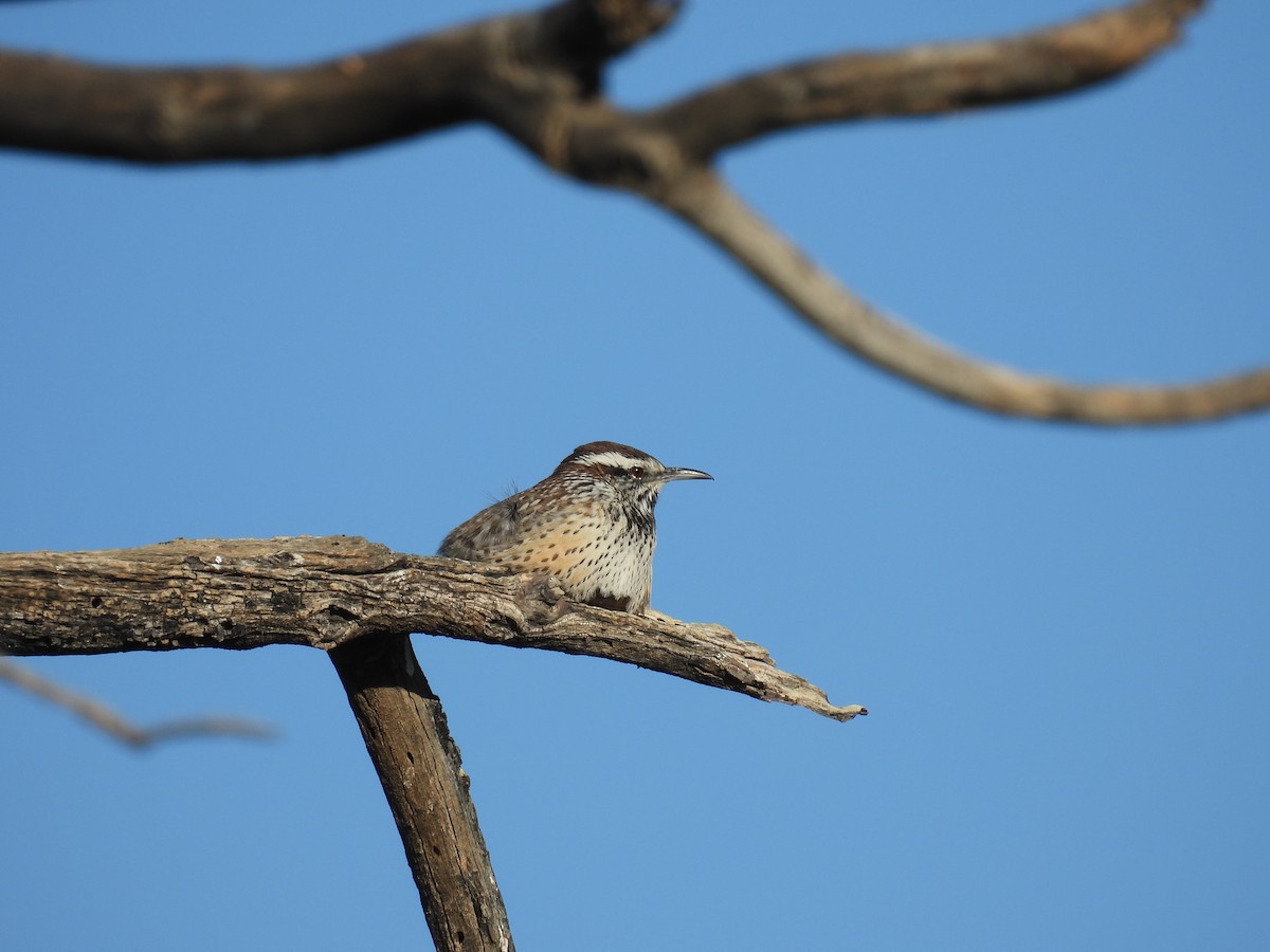 Cactus Wren - ML646021142