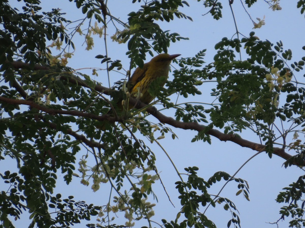 Indian Golden Oriole - ML646021147