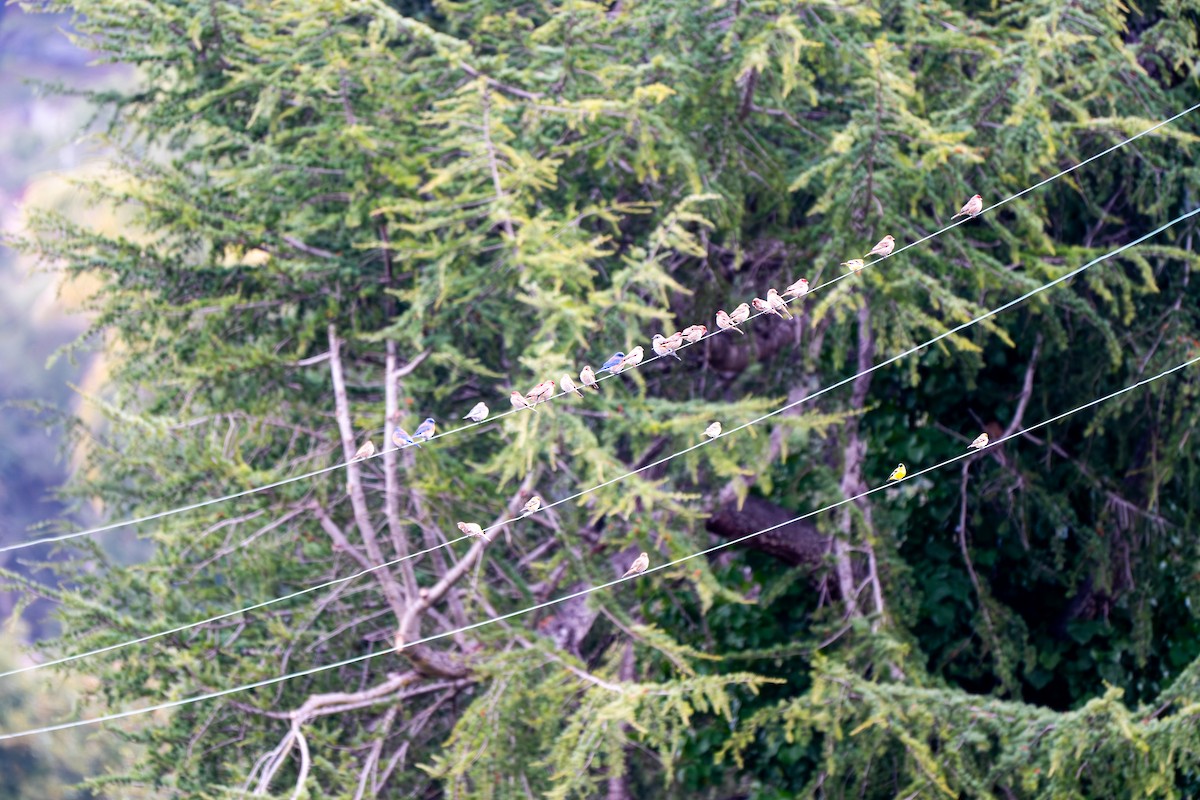 House Finch - ML646021150