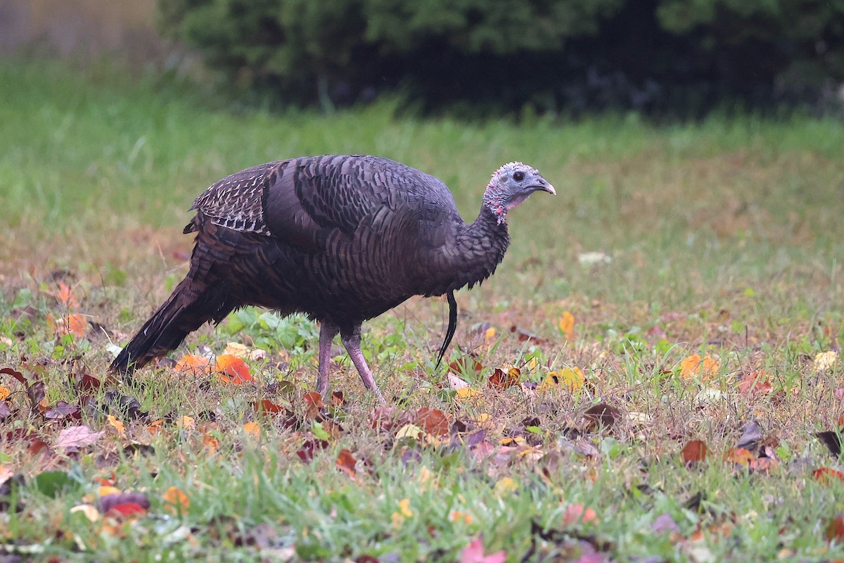 Wild Turkey - ML646021152
