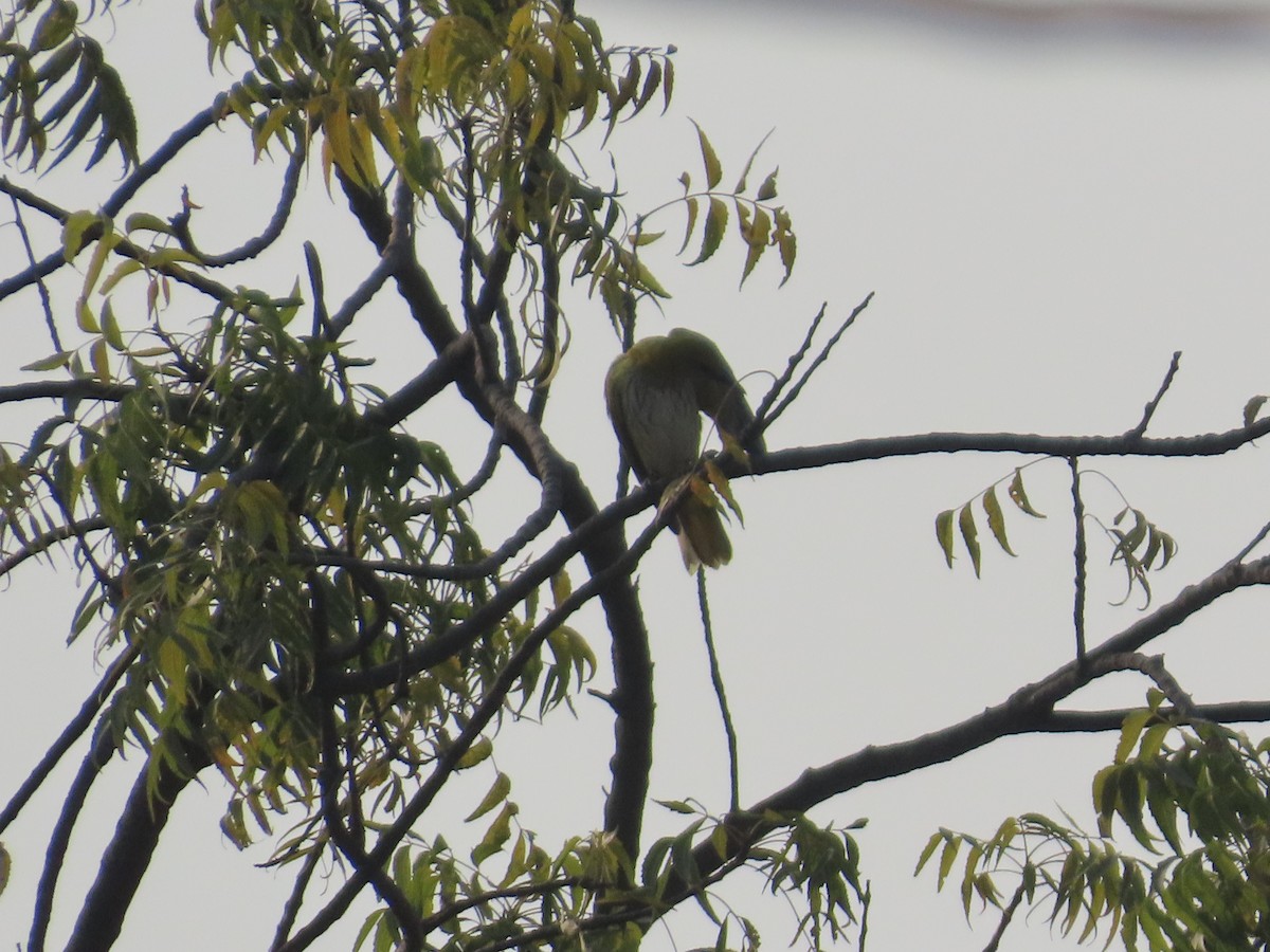 Indian Golden Oriole - ML646021153