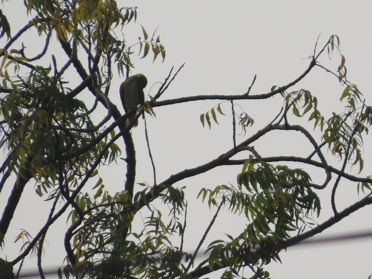 Indian Golden Oriole - ML646021154