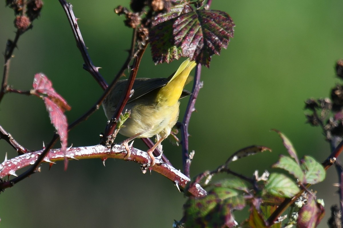 Common Yellowthroat - ML646021155