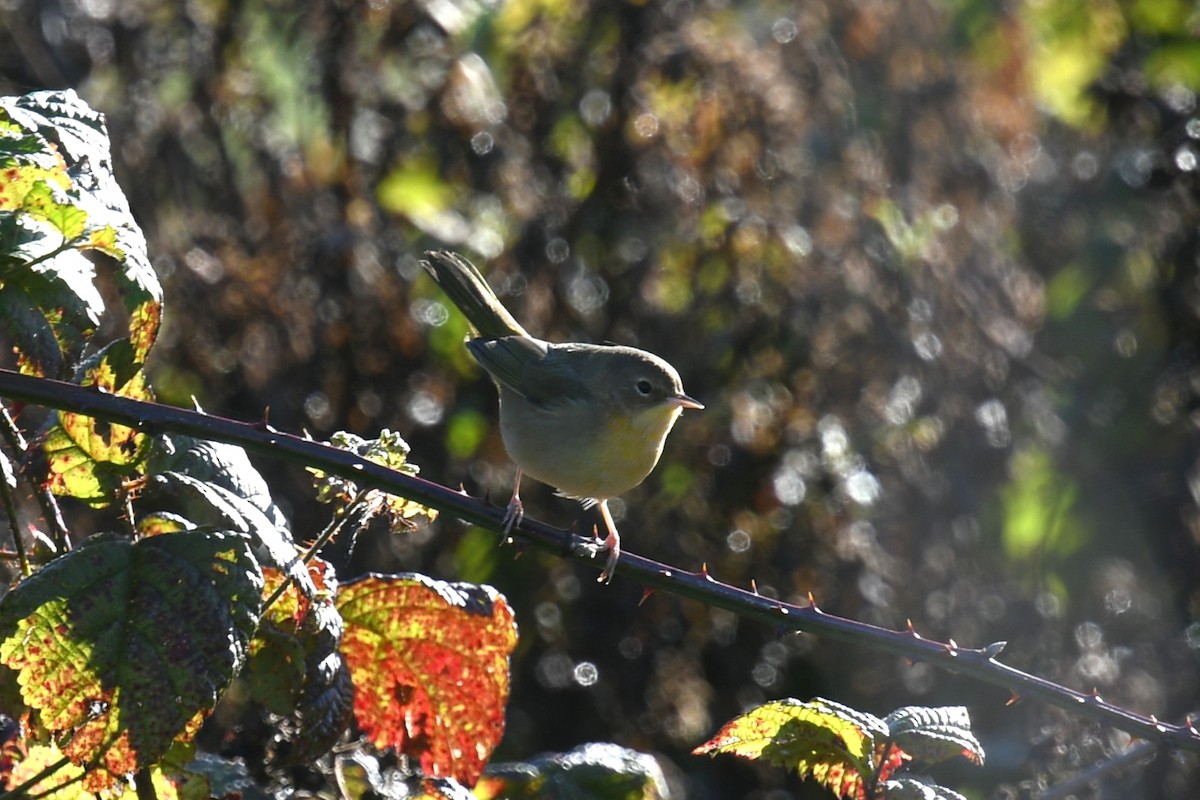 Common Yellowthroat - ML646021156