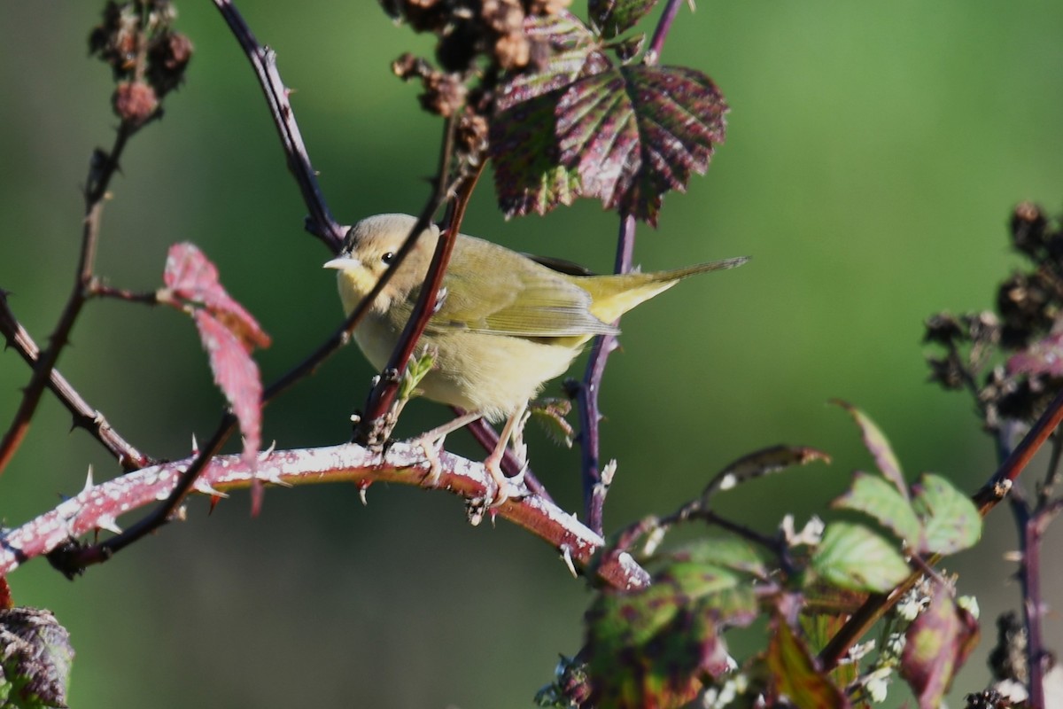 Common Yellowthroat - ML646021157