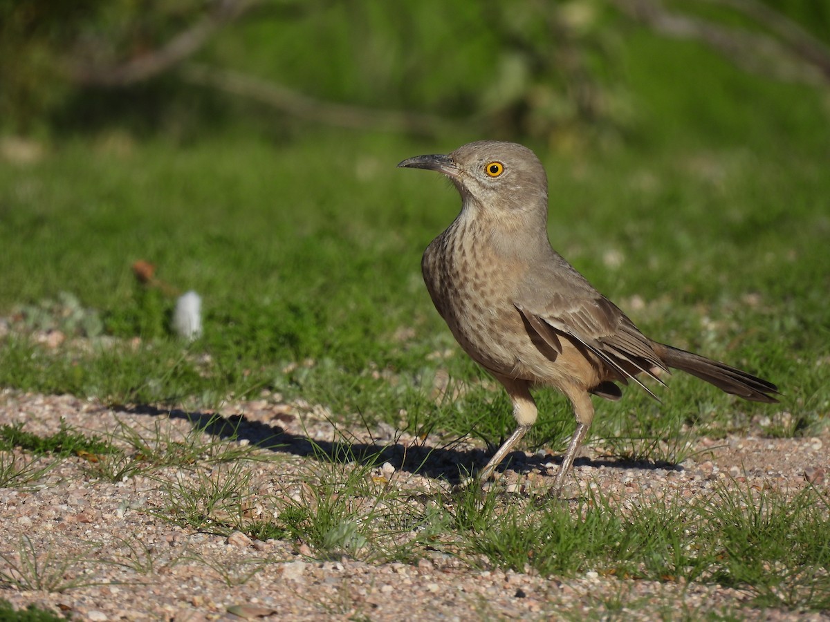 Bendire's Thrasher - ML646021158