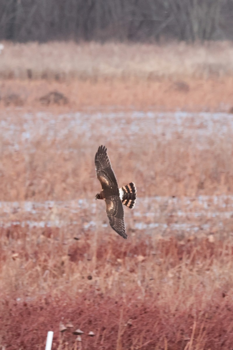 Northern Harrier - ML646021168