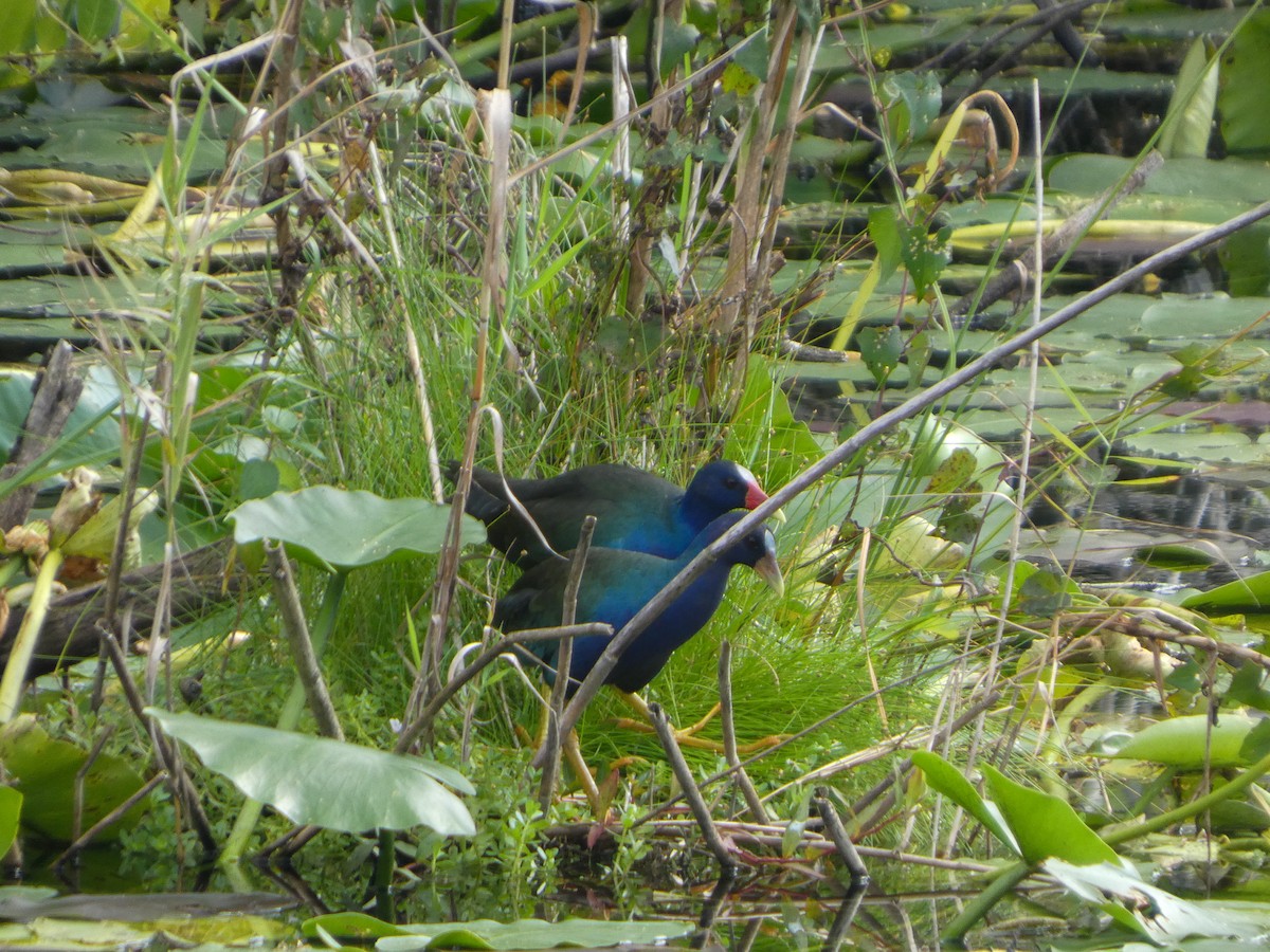 Purple Gallinule - ML646021169