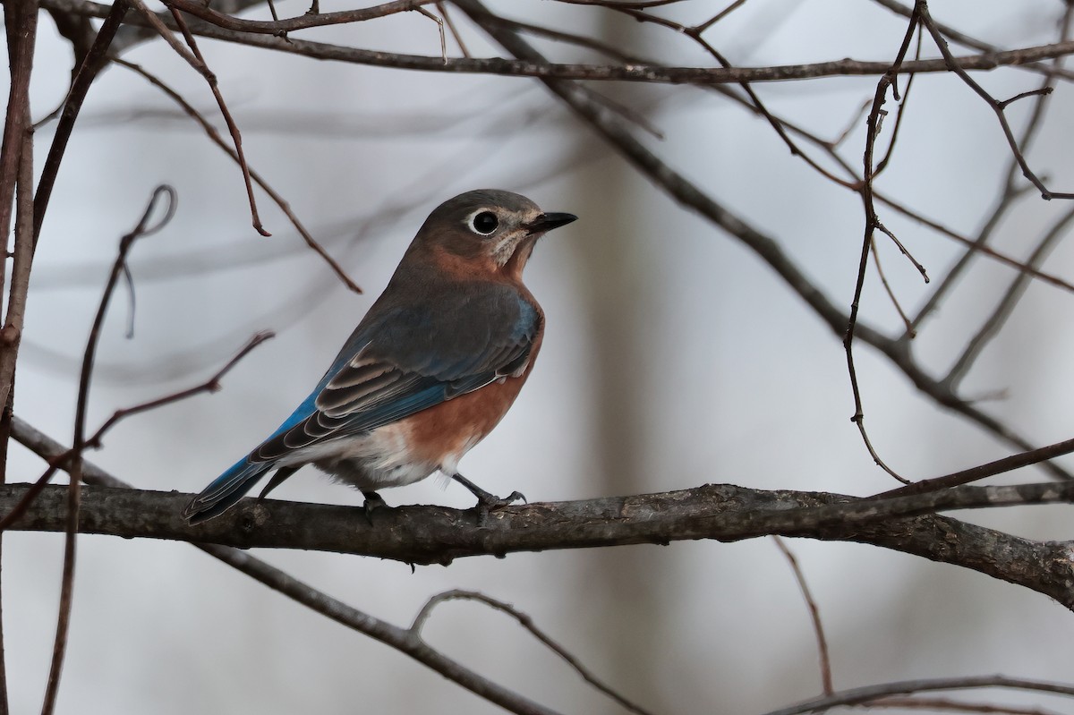 Eastern Bluebird - ML646021180