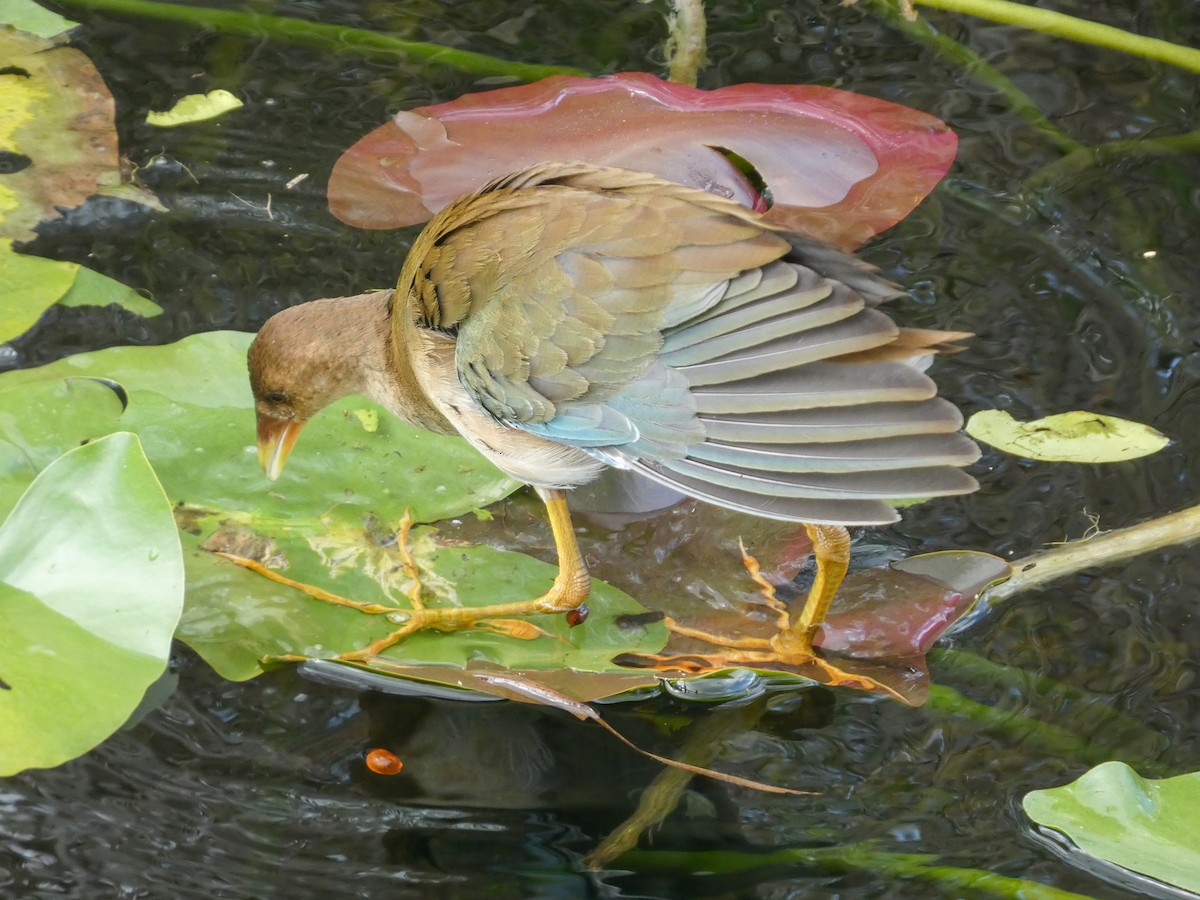 Purple Gallinule - ML646021181