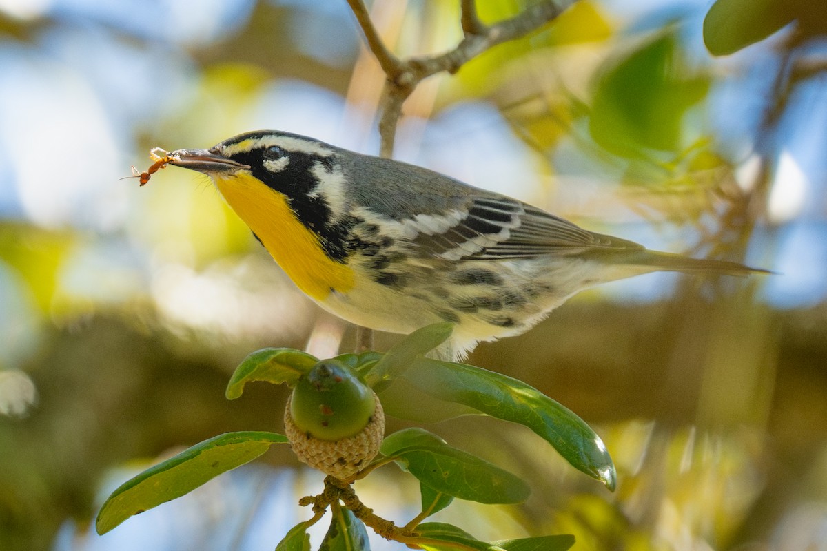 Goldkehl-Waldsänger - ML646021196