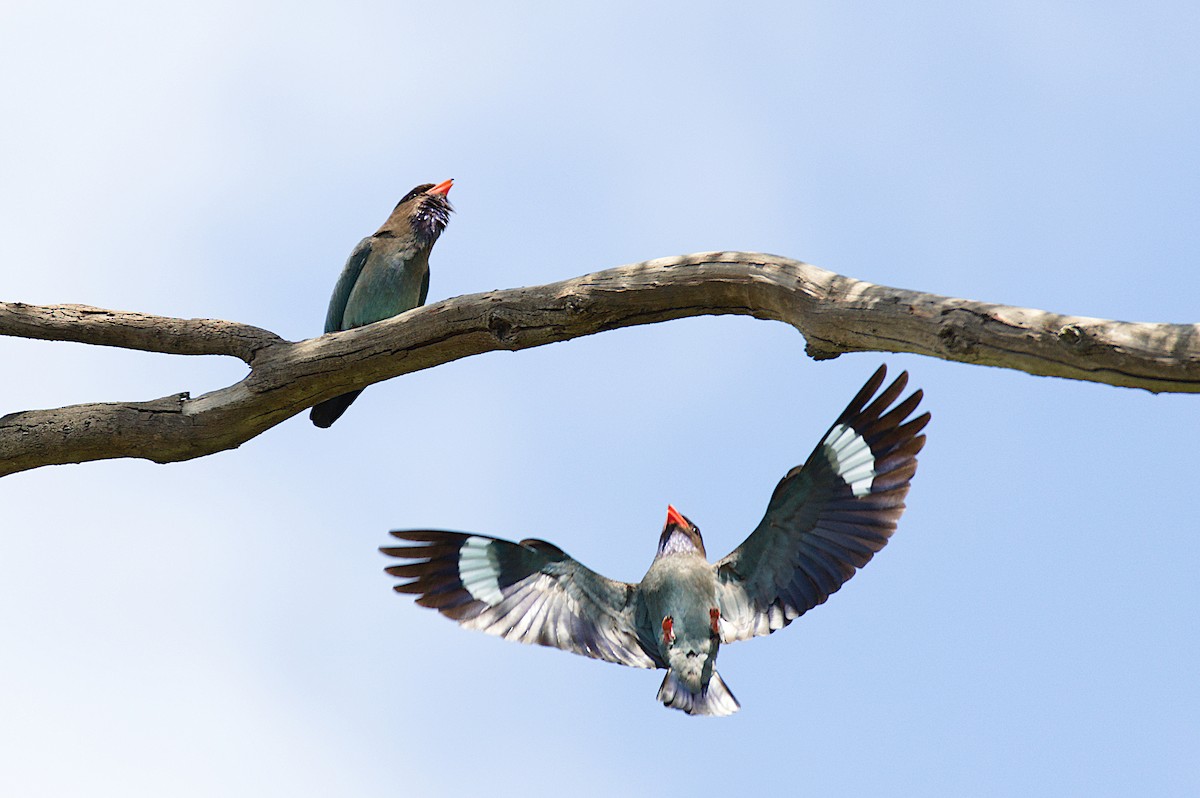 Yeşim Rengi Gökkuzgun - ML646021199