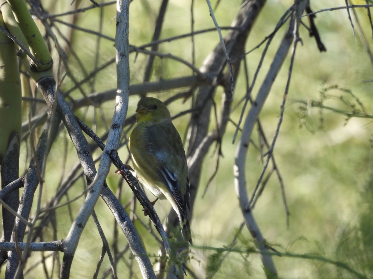 Lesser Goldfinch - ML646021200