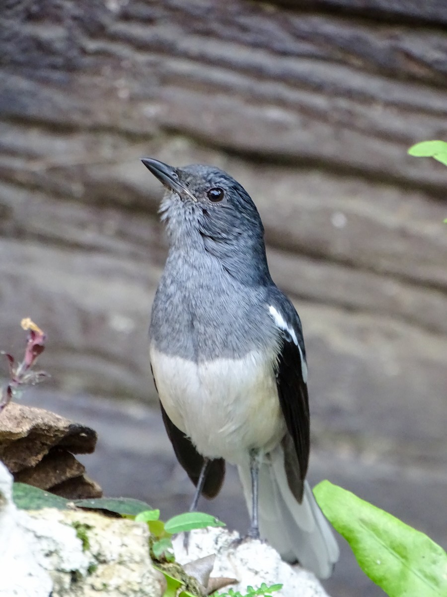 Oriental Magpie-Robin - ML646021208