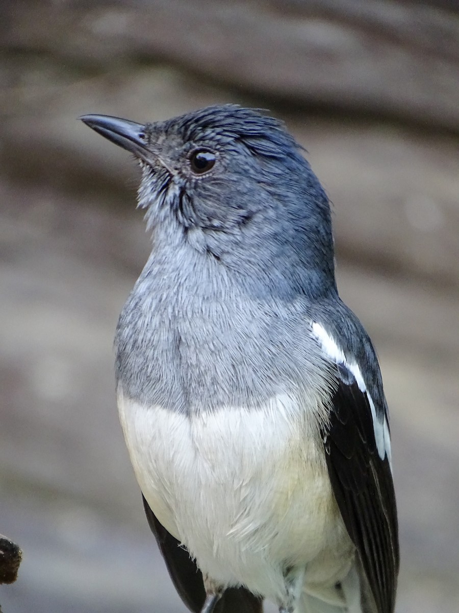 Oriental Magpie-Robin - ML646021209