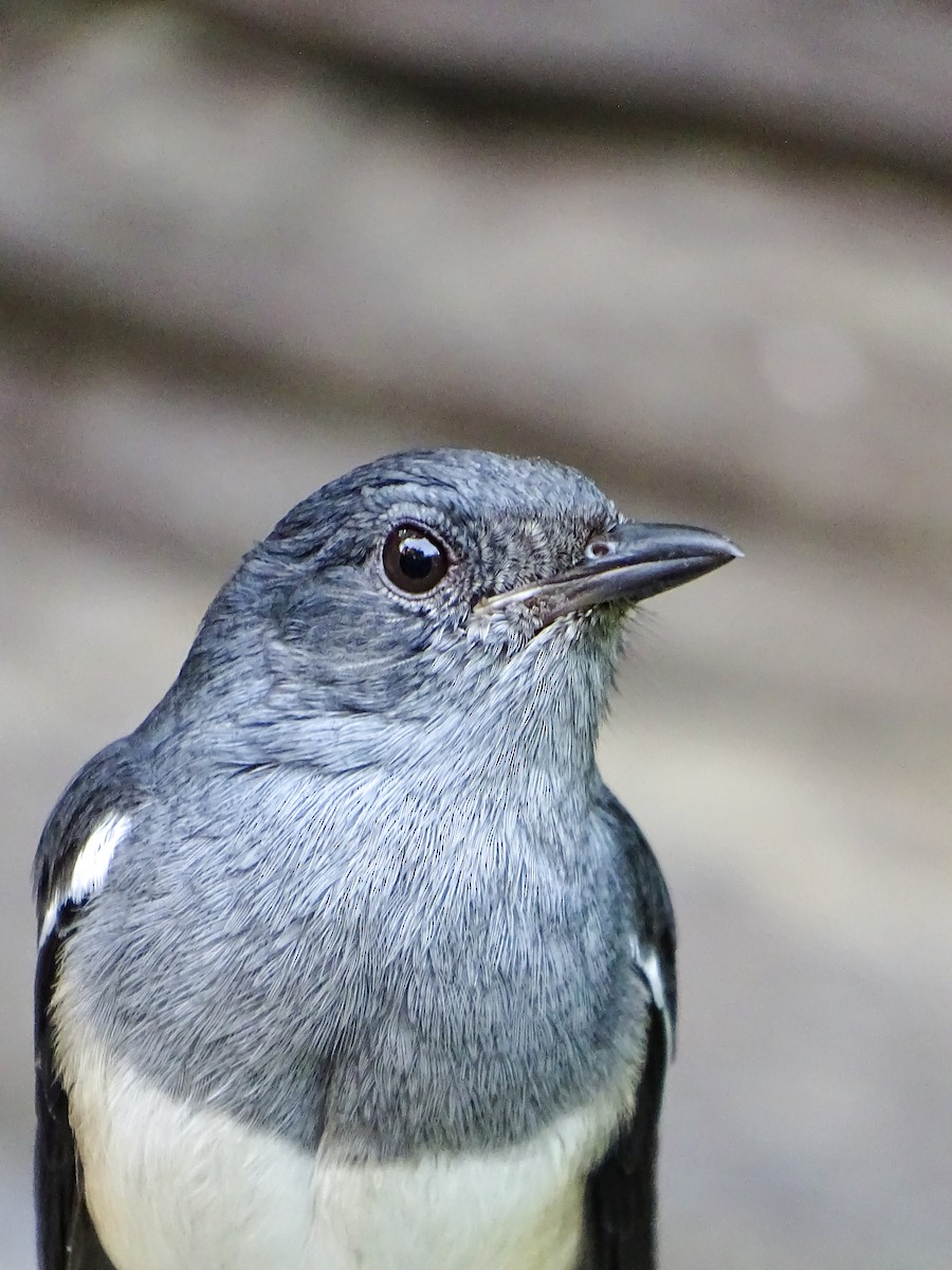 Oriental Magpie-Robin - ML646021210