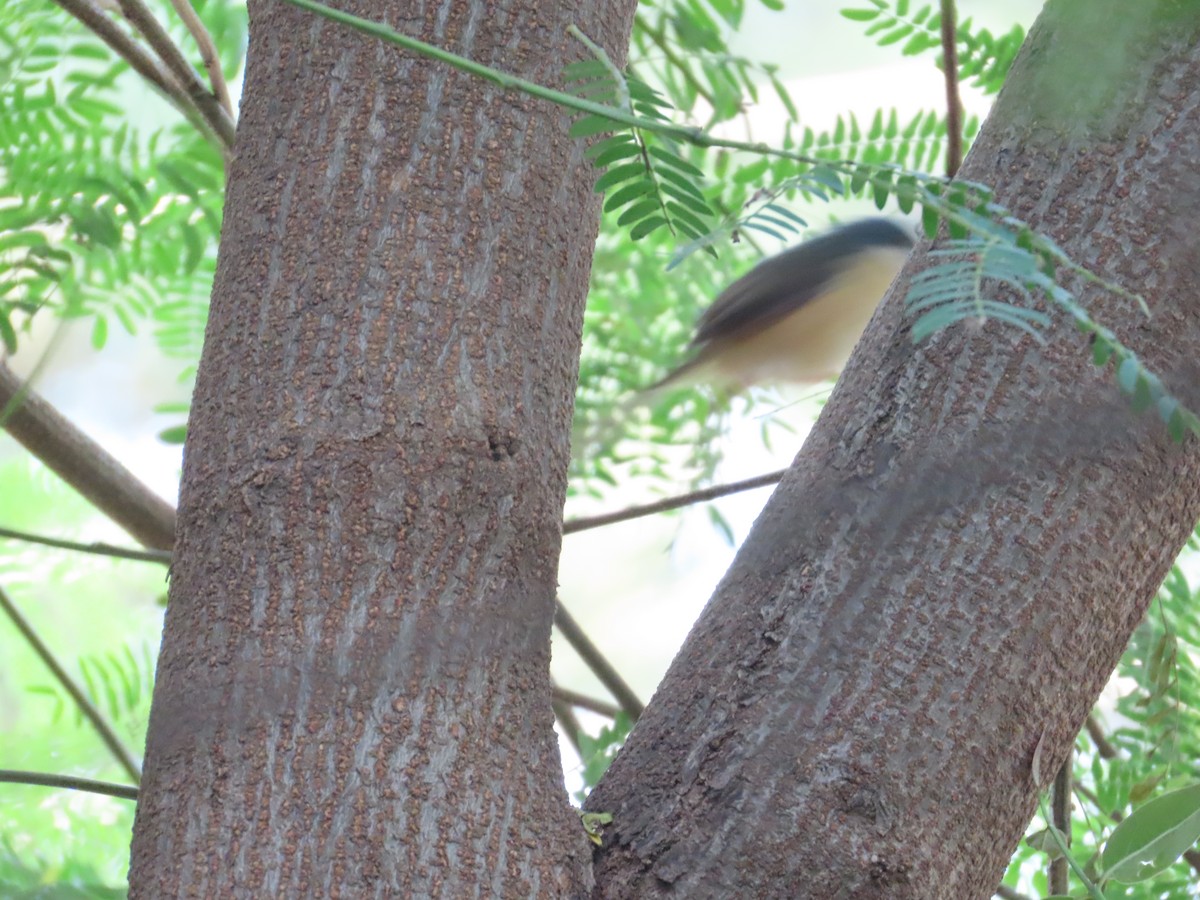 Ashy Prinia - ML646021211